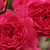 Vörös - Talajtakaró rózsa - Fairy Rouge